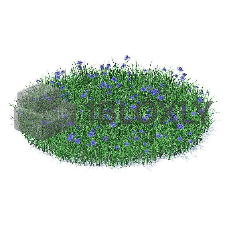 grass